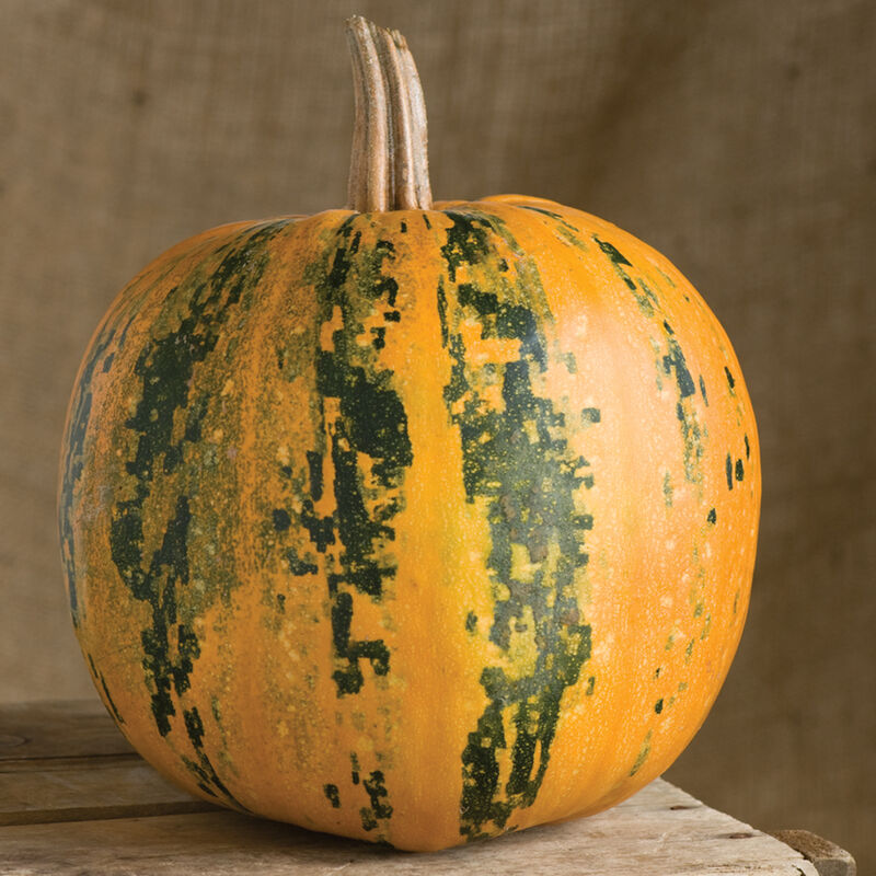 Winter Squash- Kakai 25g