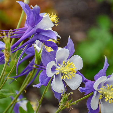 Alpine Columbine