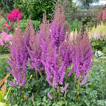 Black Pearls Astilbe