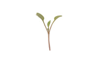 Arugula – Organic Microgreen Seed