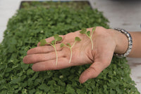 Tatsoi – Organic Microgreen Seed