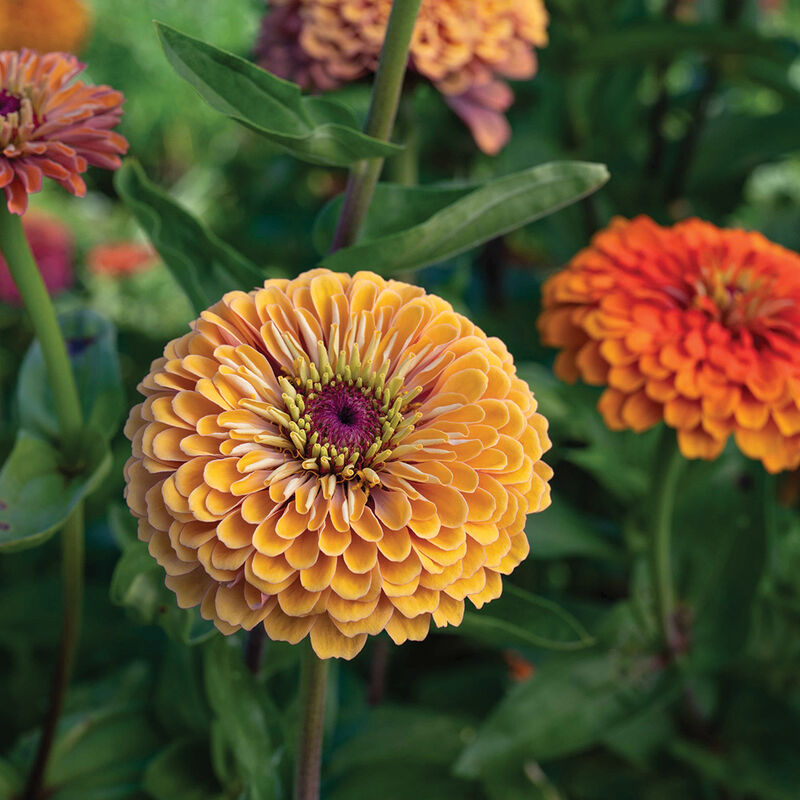 Aurora – Organic Zinnia Seed