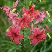 Tiger Lily- Pink Flight