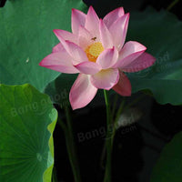 Gardening Lotus Seeds Aquatic Plants Perennial Plant for Home Bo