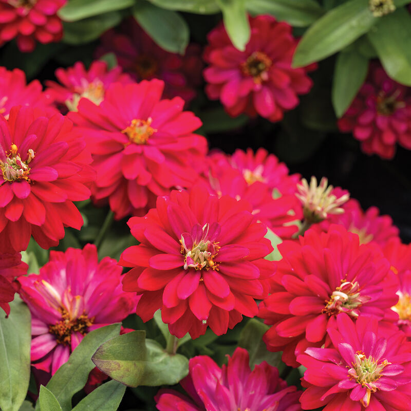 Double Zahara Cherry – Zinnia Seed