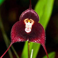 Garden Seeds Flower Monkey Face Orchids Seeds Multiple