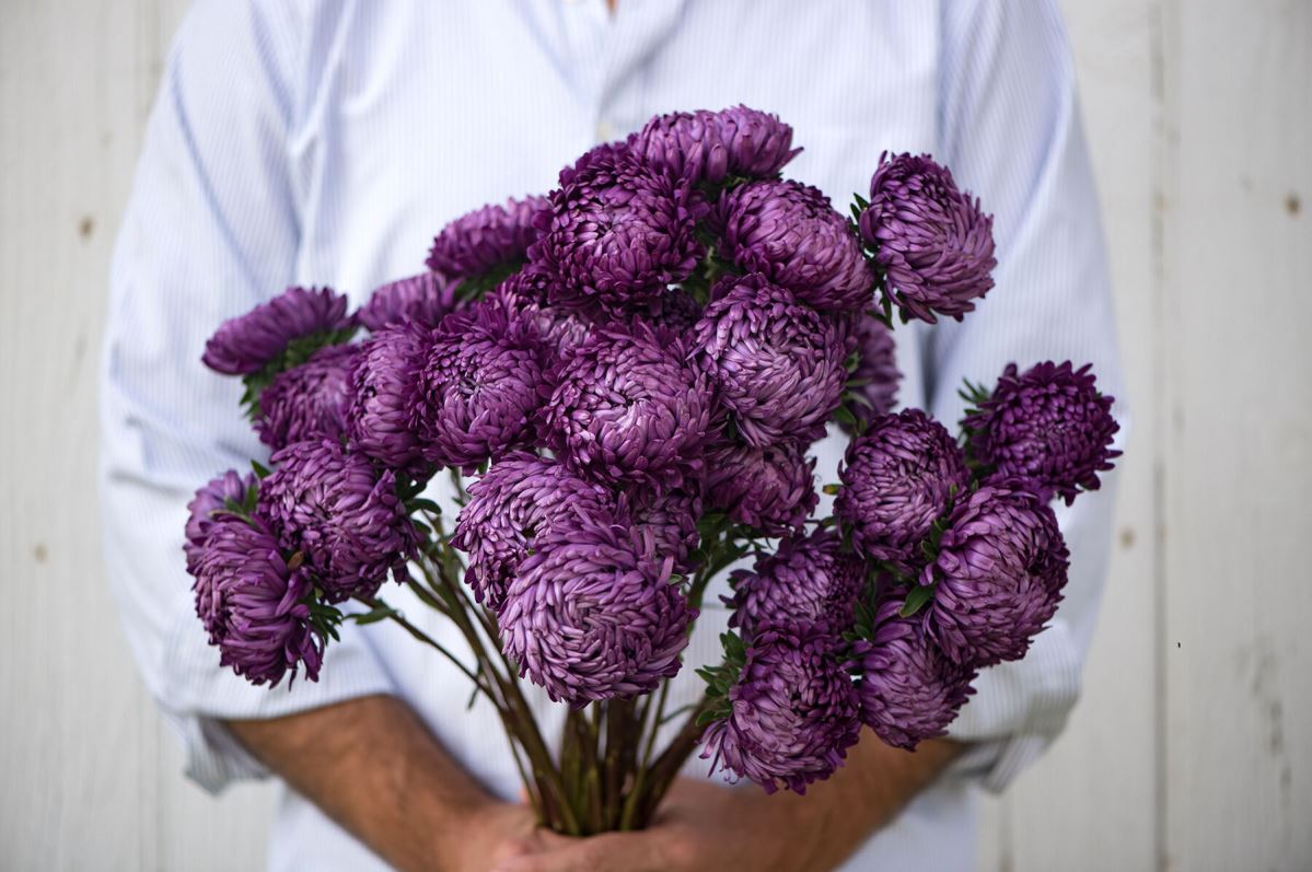 Tower Violet – China Aster Seed