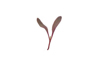 Beet, Bull’s Blood – Microgreen Seed