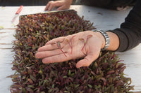 Beet, Bull’s Blood – Microgreen Seed