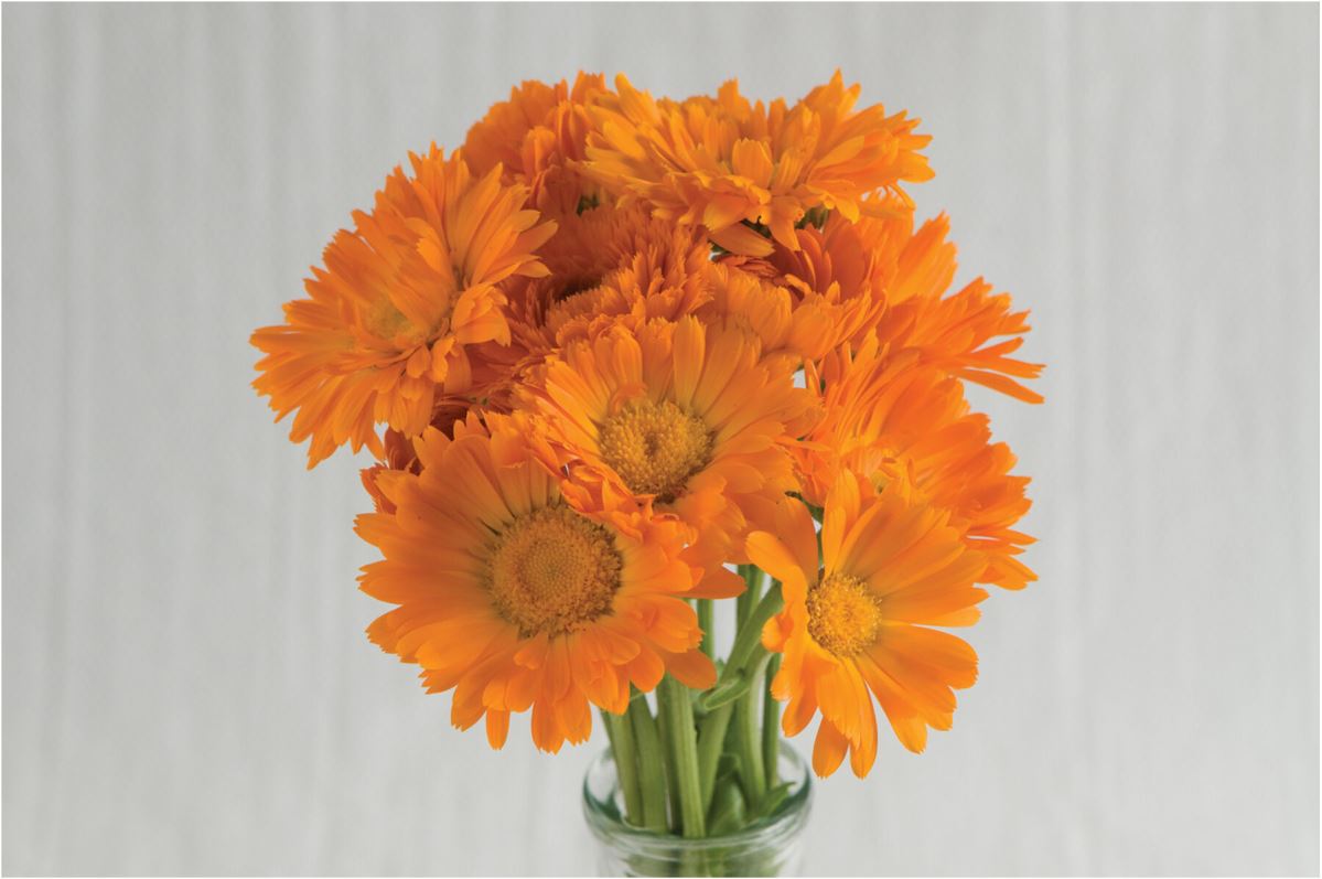 Alpha – Organic Calendula Seed