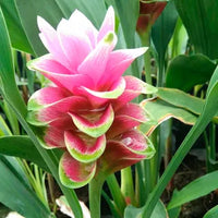 Curcuma Pink Bulb