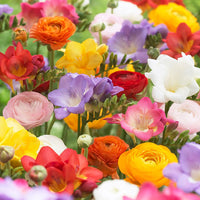 Freesia Mix Color Bulbs