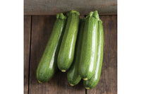 Tigress – Zucchini Squash Seed