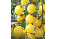 White Cherry – Organic Tomato Seed