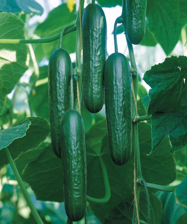 Unistars – Cucumber Seed