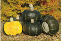 Bonbon – Treated Buttercup Squash Seed