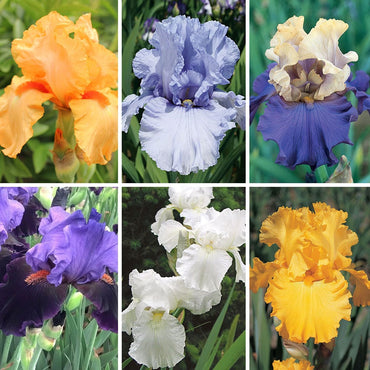 Breck's Rainbow Iris Collection