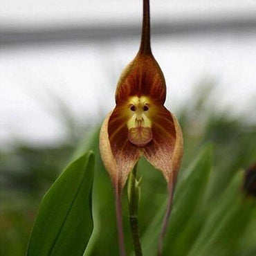 Garden Seeds Flower Monkey Face Orchids Seeds Multiple