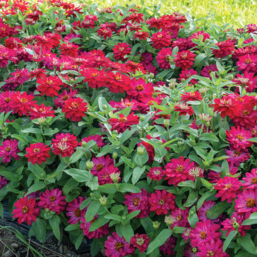 Double Zahara Cherry – Zinnia Seed