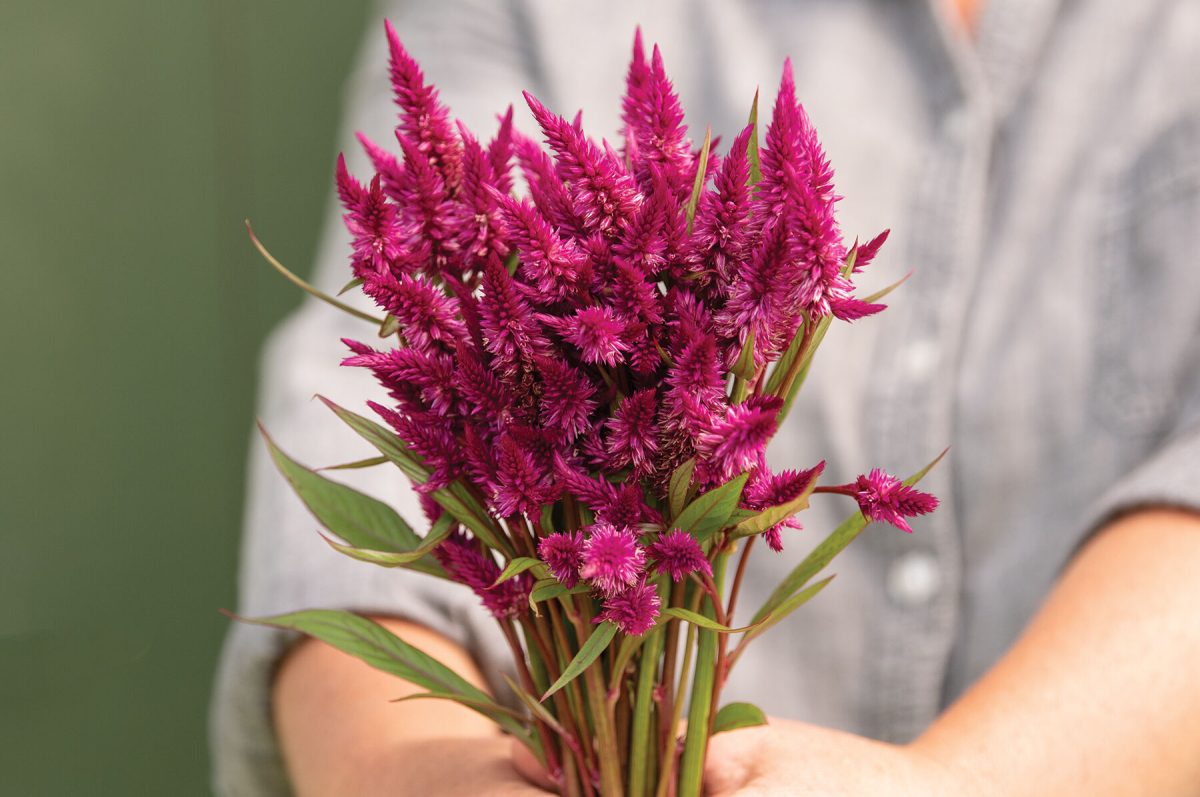 Celway Purple – Celosia Seed