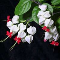 Clerodendrum thomsonae Balf Seeds Rare Flower Garden Bonsai Seed