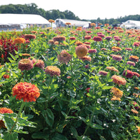 Aurora – Organic Zinnia Seed