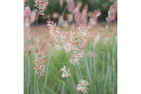 Savannah Grass – Ornamental Grass Seed