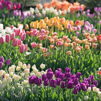 Blissful Bloom Tulip Bulbs