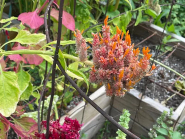 Sunday Mix – Celosia Seed