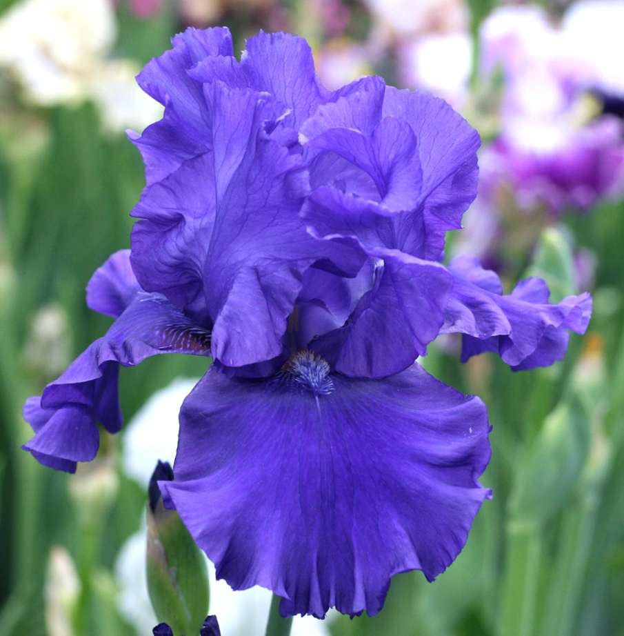 Blueberry Bliss Bearded Iris