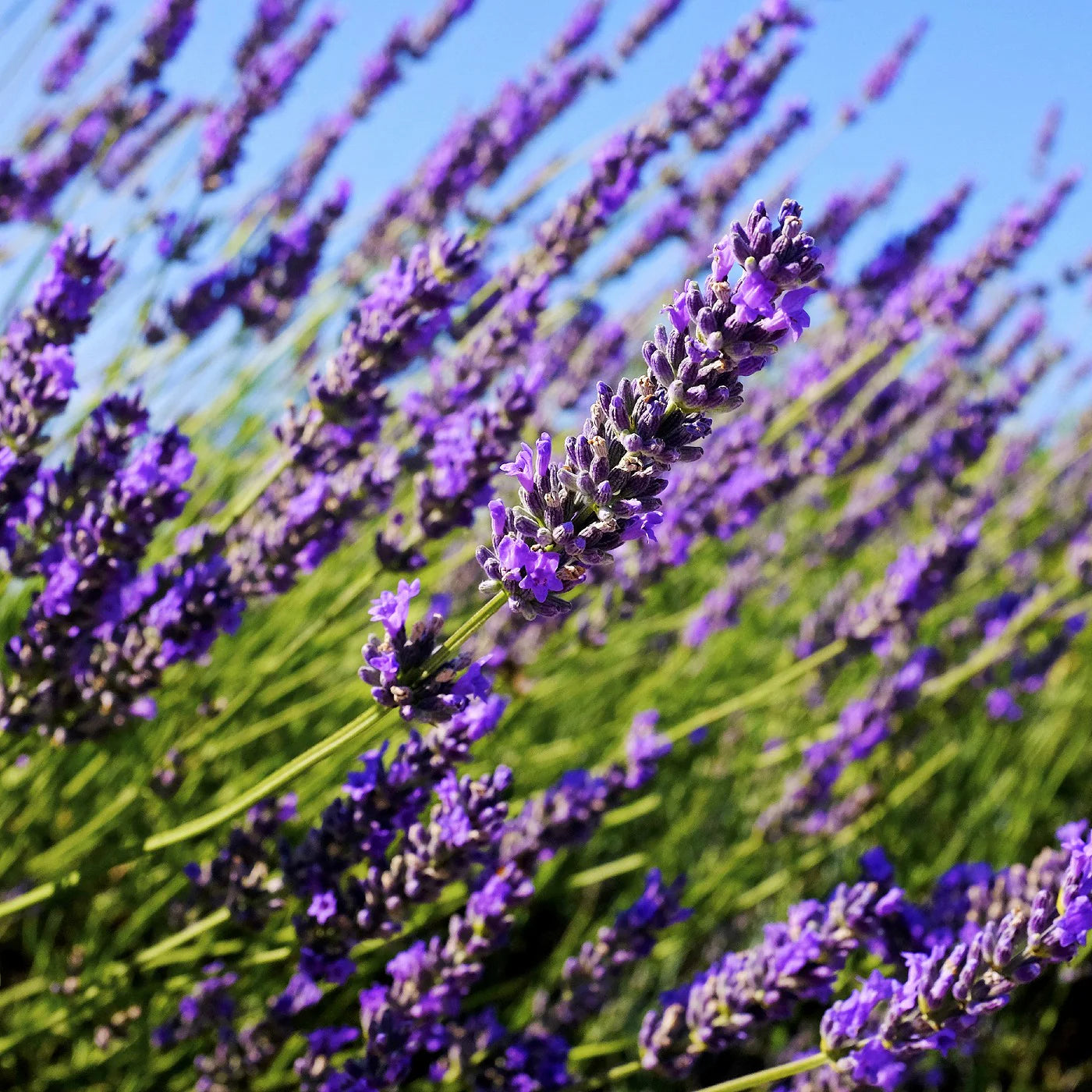 Lavender Seeds