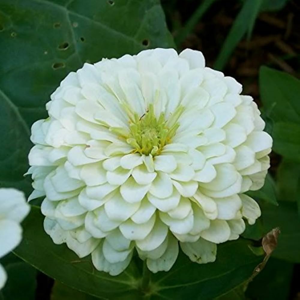 Zinnia White Tall Desi Flower Seeds