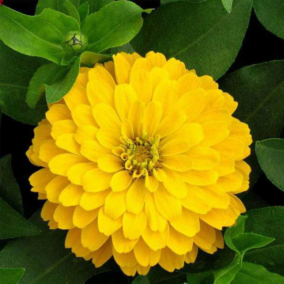 Zinnia Yellow Tall Seeds