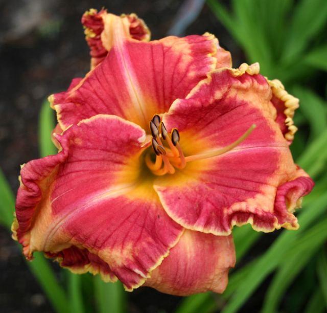 Lake of Fire Daylily