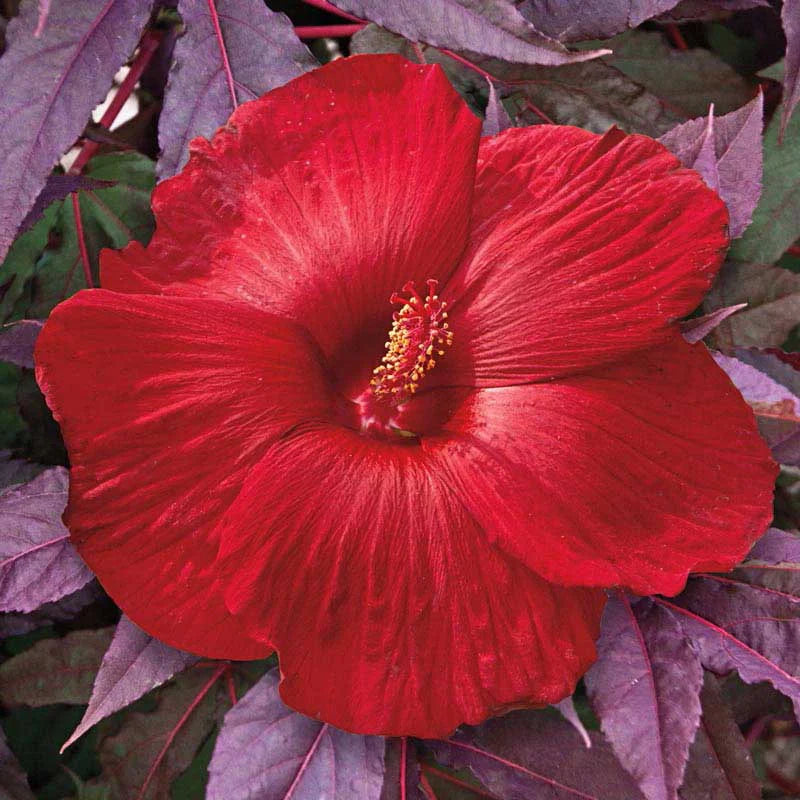 Midnight Marvel Hibiscus Super Sak