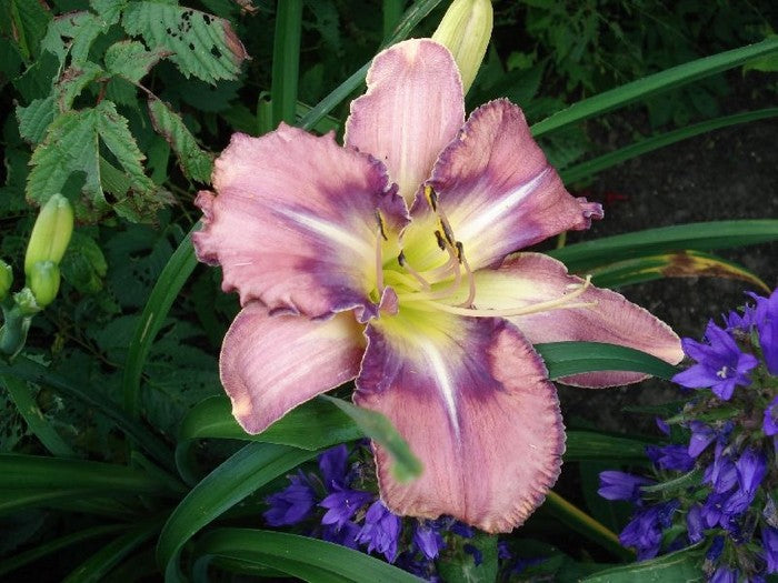 Mildred Mitchell Reblooming Daylily