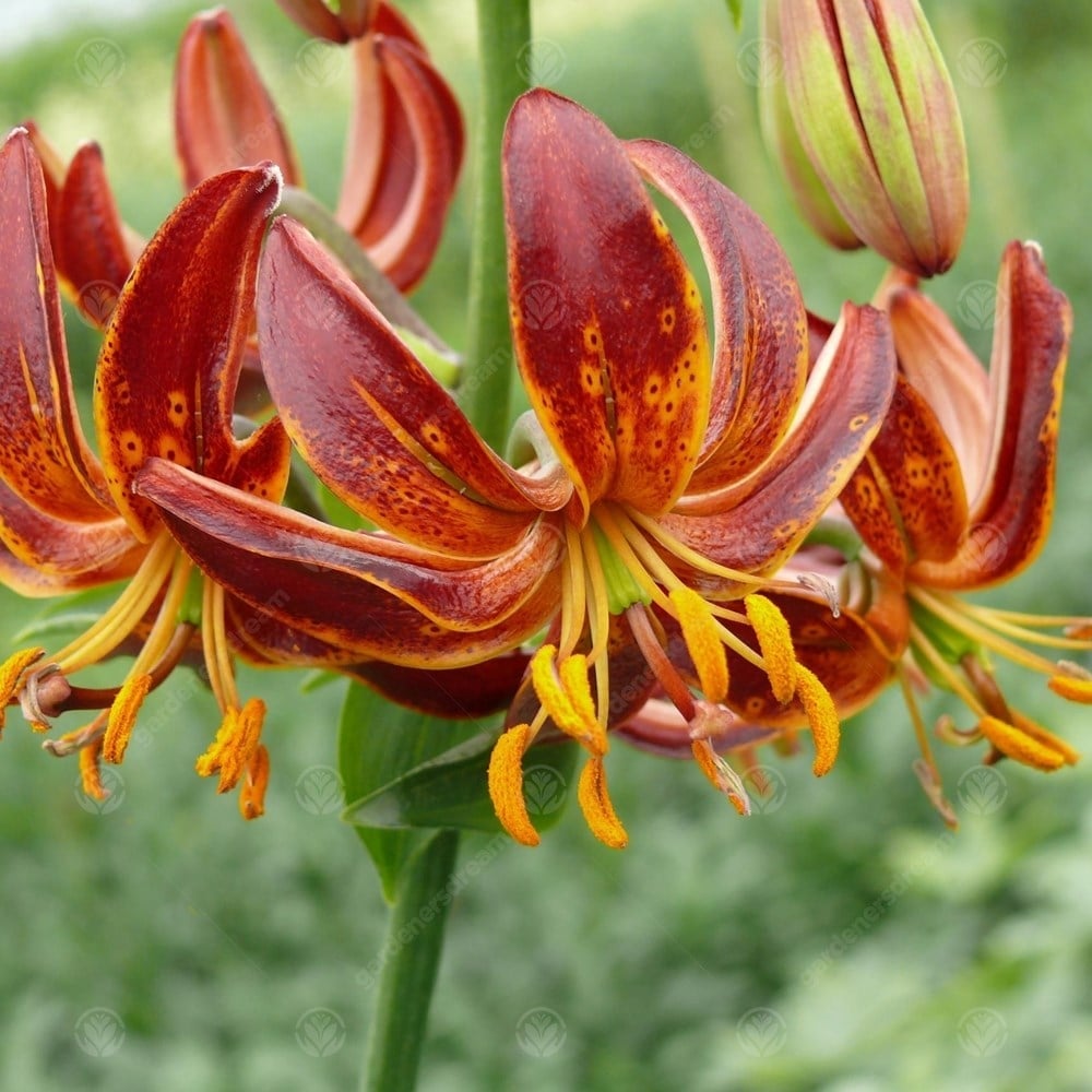 Arabian Knight Lily Seeds