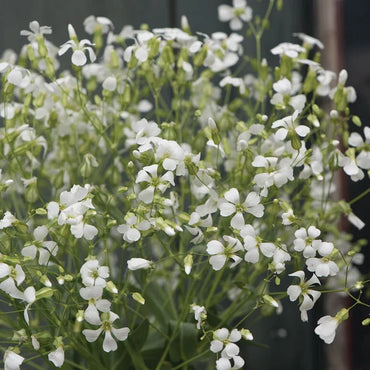 White Beauty – Saponaria Seed