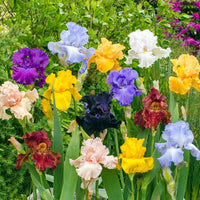 Pastel Bearded Iris Mixture