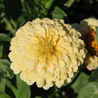 Giant Dahlia Flowered Creamy Yellow Zinnia