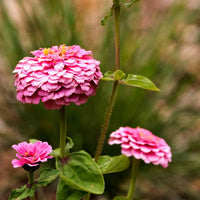 Zinnia Pink Tall Seeds