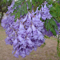 Jacaranda Mimosifolia  Seeds