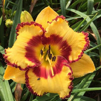 Disco Music Reblooming Daylily