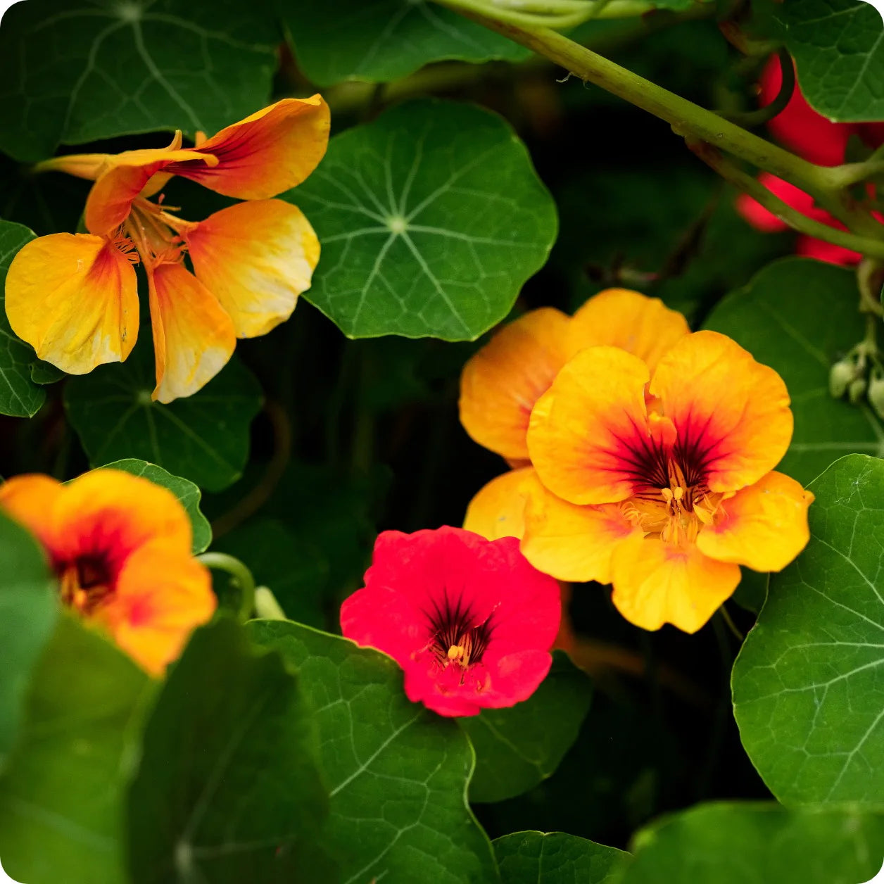 Nasturtium Variegated Seeds