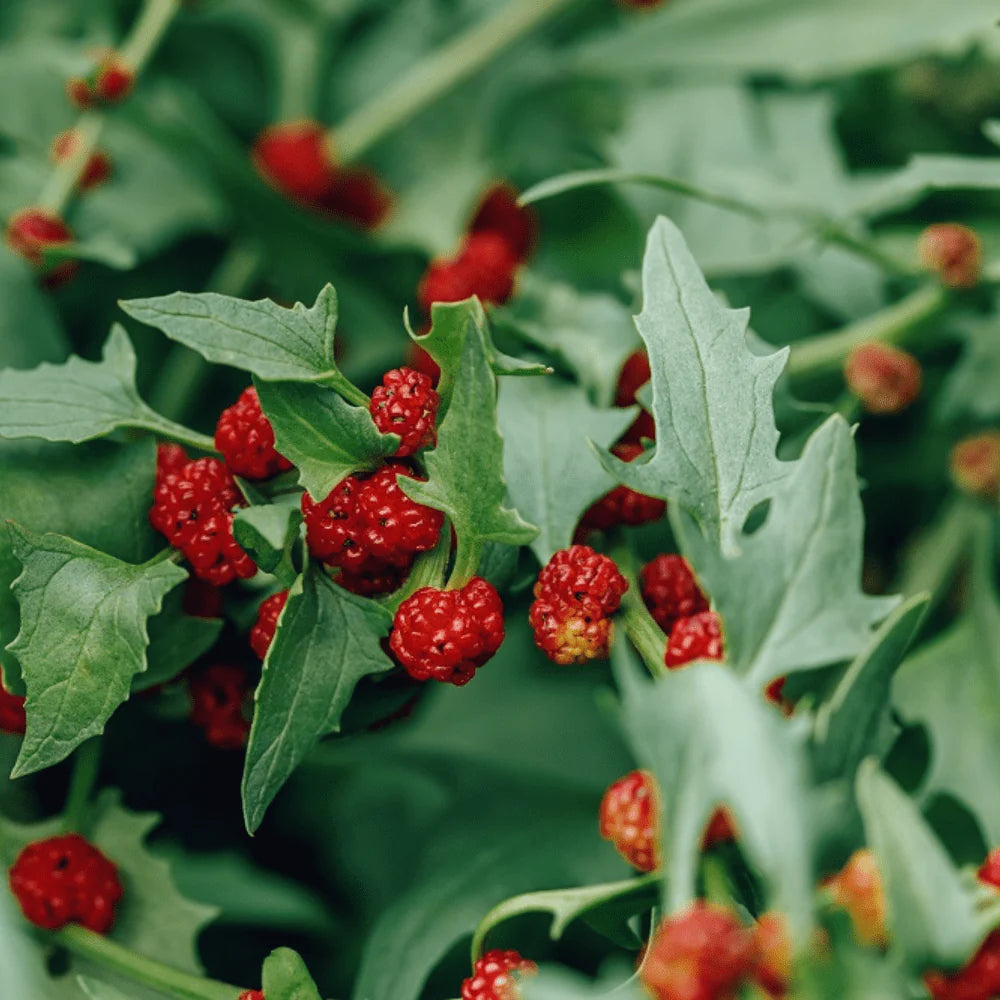 Pampered Strawberry Spinach Seeds