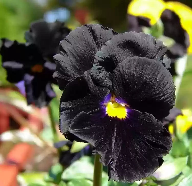 Pansy Black Blotch Seeds