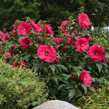 Valentine's Crush Hibiscus