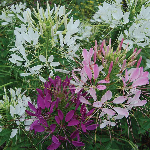 Cleome Spinosa Mixed Color Seeds