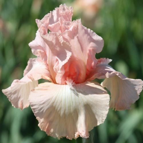 Beverly Sills Bearded Reblooming Iris