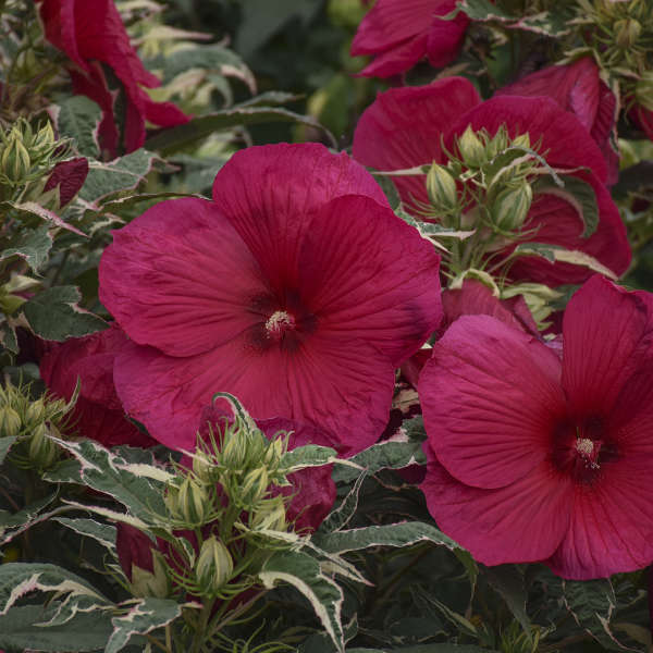 Summer Carnival Hibiscus